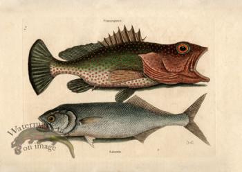 Catesby Fish 2
